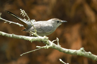 Dumetella carolinensis